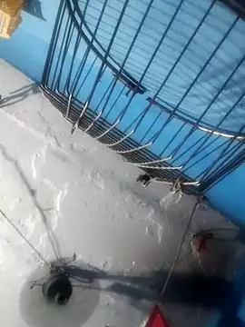 Akanksha soni online show from April 13, 2026, 7:08 pm