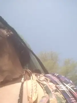 Snapshot of hornycouple20000 chatting on February 5, 2026, 5:01 am hornycouple20000 online show from February 5, 2026, 5:01 am