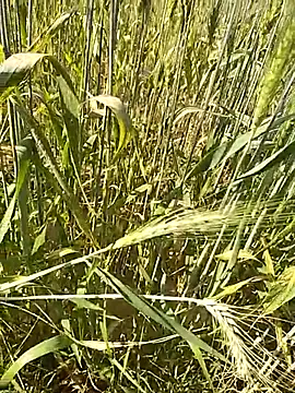 Snapshot of hornycouple20000 chatting on February 16, 2026, 9:16 am hornycouple20000 online show from February 16, 2026, 9:16 am