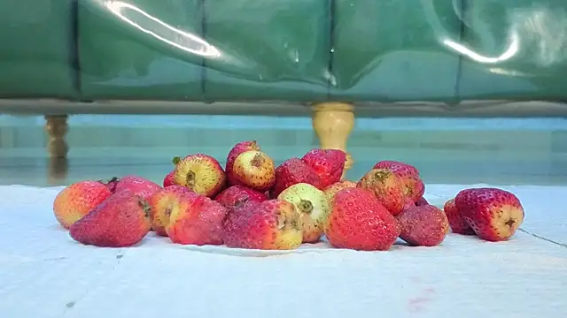 zarcasutra t online show from March 31, 2026, 12:49 pm