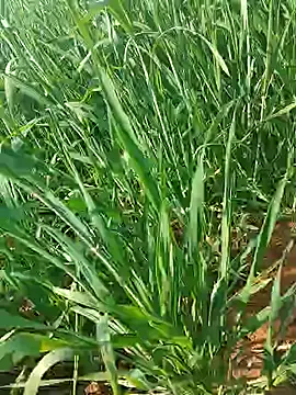 Kirti sexy online show from January 15, 2026, 9:25 am