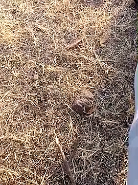 babu bull online show from February 13, 2026, 2:40 am