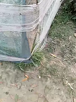 Snapshot of Tanla_akter chatting on March 4, 2026, 11:38 am Tanla akter online show from March 4, 2026, 11:38 am