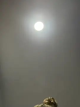 Snapshot of Angelicalove07 chatting on March 1, 2026, 4:03 am Angelicalove07 online show from March 1, 2026, 4:03 am