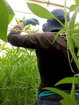 Snapshot of Abigail_office chatting on February 13, 2026, 6:37 pm Abigail office online show from February 13, 2026, 6:37 pm