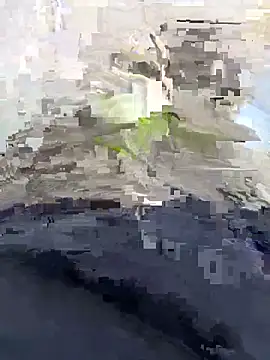 Nickysfd01 online show from April 14, 2026, 2:34 pm