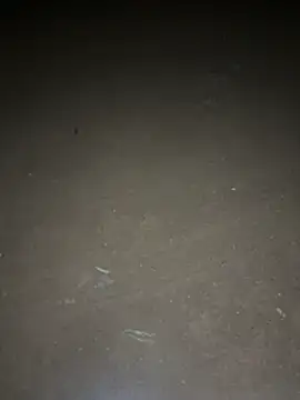 Snapshot of yingzi003 chatting on April 16, 2026, 12:39 pm yingzi003 online show from April 16, 2026, 12:39 pm