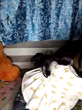 pinki-rani1 online show from July 7, 2026, 5:17 pm