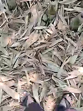 Snapshot of ThethunderPo chatting on February 21, 2025, 5:24 am ThethunderPo online show from February 21, 2025, 5:24 am