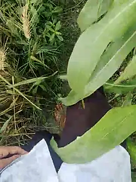 Snapshot of ThethunderPo chatting on March 21, 2025, 2:50 am ThethunderPo online show from March 21, 2025, 2:50 am