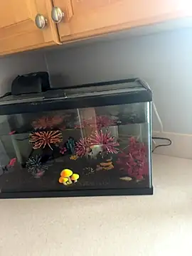 lovely beast online show from December 16, 2025, 6:13 pm