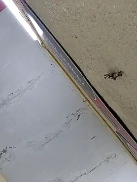 Vickyrajput009 online show from April 16, 2026, 7:31 am