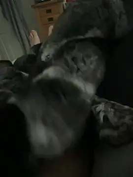 Furdale online show from April 1, 2026, 11:44 am