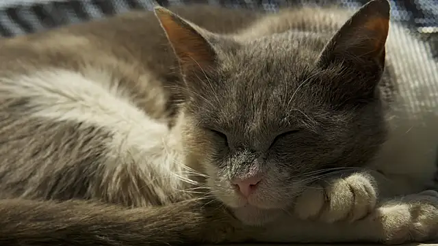 tattooed test online show from December 18, 2024, 10:08 am