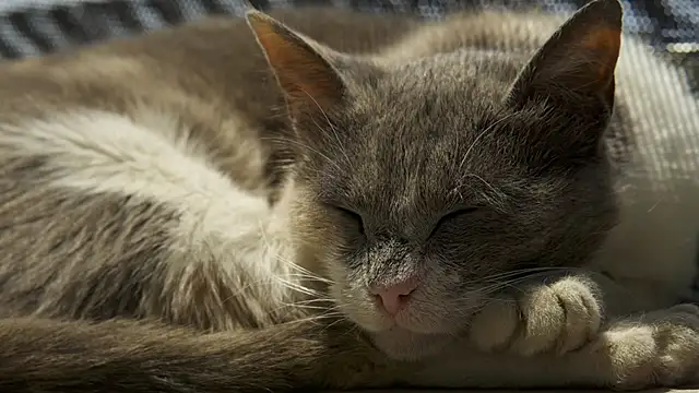 tattooed test online show from March 4, 2025, 1:49 pm