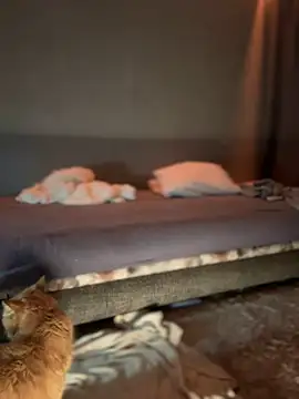 Bastet online show from January 16, 2025, 7:31 pm