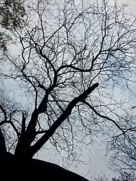 Keli Jessi online show from November 19, 2025, 1:33 pm