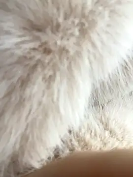 Feral berry 8133 online show from December 2, 2024, 6:20 am