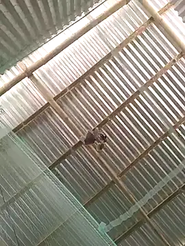 Snapshot of Gautambaro chatting on February 13, 2026, 7:37 am Gautambaro online show from February 13, 2026, 7:37 am