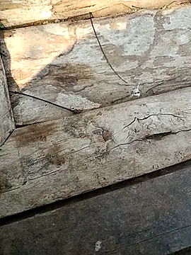 Snapshot of kummuduabbai chatting on March 3, 2026, 9:26 am kummuduabbai online show from March 3, 2026, 9:26 am