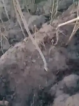 Sinewsex pussylove online show from March 25, 2026, 12:38 am