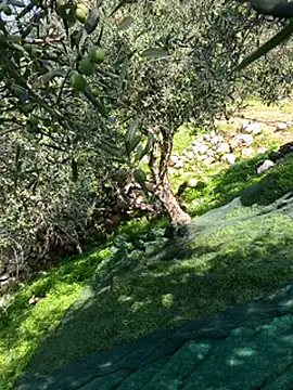 Snapshot of VictoriaMiami chatting on November 15, 2025, 8:44 am VictoriaMiami online show from November 15, 2025, 8:44 am