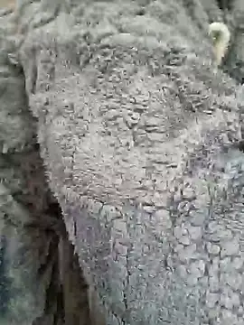 Snapshot of AmGuy23 chatting on January 30, 2025, 4:48 am AmGuy23 online show from January 30, 2025, 4:48 am