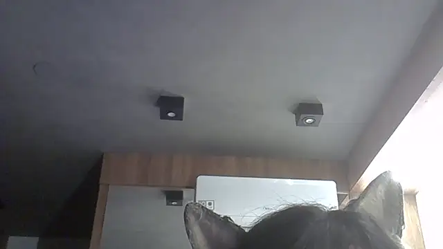 Snapshot of Skinny-Kitten chatting on February 11, 2026, 12:04 am Skinny-Kitten online show from February 11, 2026, 12:04 am