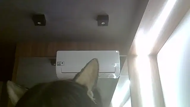 Snapshot of Skinny-Kitten chatting on July 20, 2026, 11:45 am Skinny-Kitten online show from July 20, 2026, 11:45 am